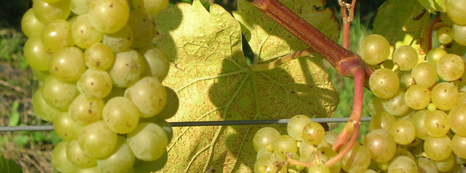 CoachHouseVineyard